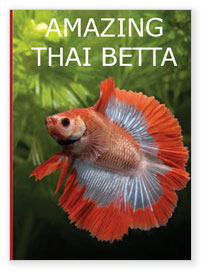 Amazing Thai Betta