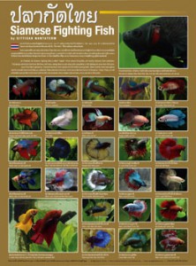 โปสเตอร์ปลากัดไทย